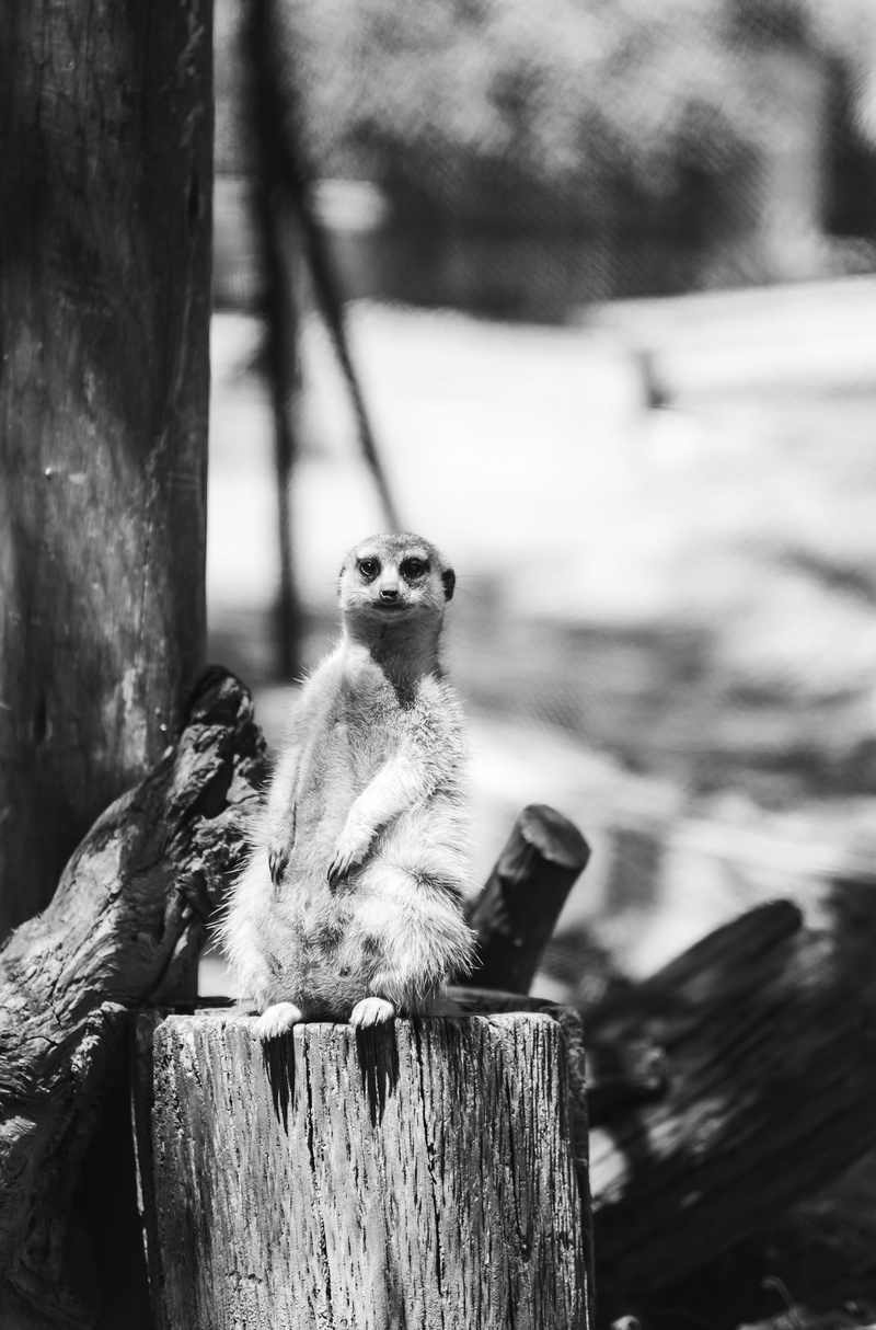 outdoors, zoo, barrier, vertebrate, looking away, mammal, animals in the wild, sitting, no people, awww, animal themes, animal, judging, animal wildlife