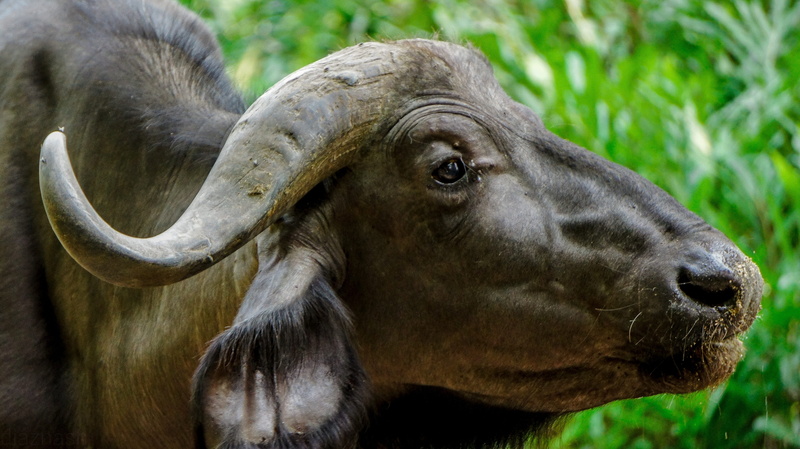 day, buffalo, animal body part, nature, profile view, no people, herbivorous, wildlife, domestic, mammal, mombasa, vertebrate, one animal, 4K, close-up