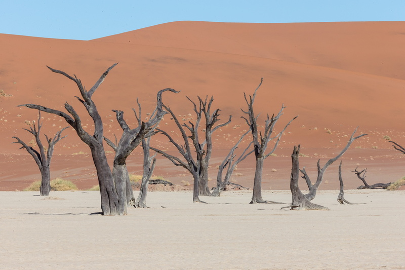 dead marsh, tree, landscape, bare tree, environment, dead plant, 5K, climate, scenics - nature, africa, deadvlei, land, arid climate, nature, no people