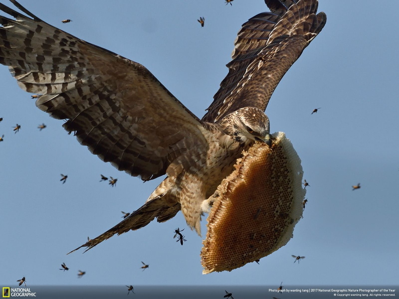 2017 (Year), wildlife, nature, birds, National Geographic, animals, 720P