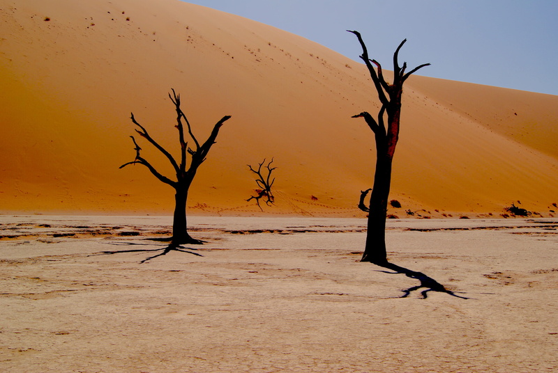 namib Desert, sand, climate, 4K, scenics, dead plant, bare tree, environment, bare, landscape, trees, two, branch, arid, namibia, sky, sahara Desert, no people