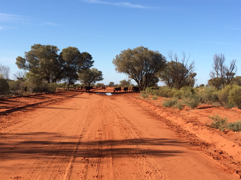 scenics, earth, land vehicle, Australia, travel Locations, australian outback, dirt, arid climate, climate, scenic, cattle, aussie, no People, tree, brown