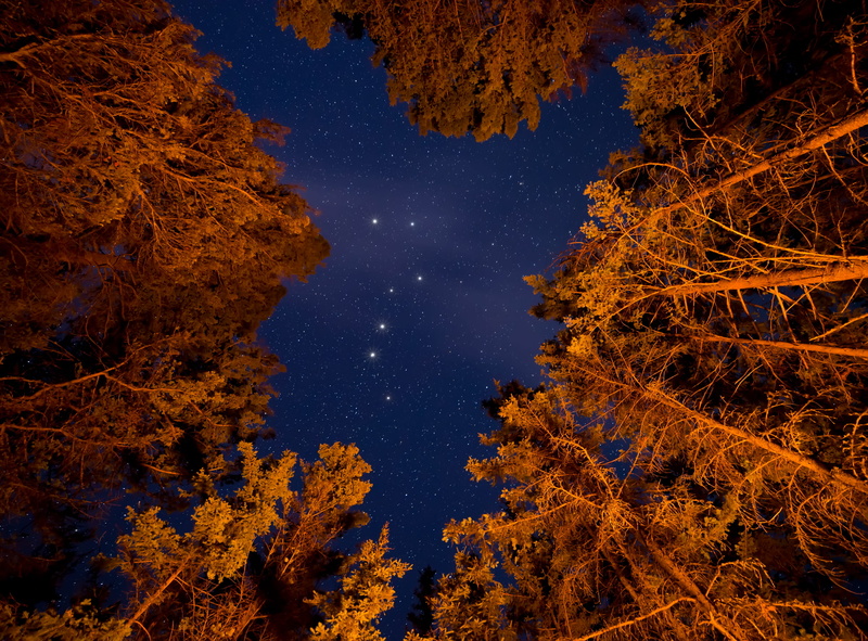 tree, photography, directly below, change, low, low angle view, nature, trees, environment, canada, stars, beauty in nature, tranquility, british columbia