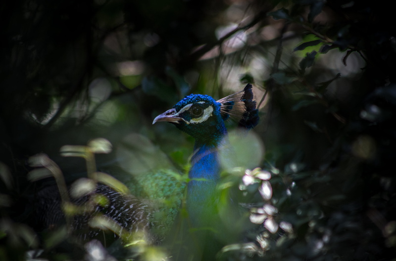 animals in the wild, ave, animal wildlife, azul, day, paon, pajaro, outdoors, close-up, invertebrate, insect, background, focus, animal themes