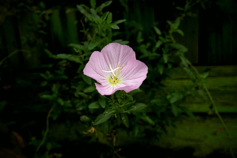 plants, no people, 5K, pink color, freshness, flower surgery, affix, plant part, nature, pink flowers, flower head, focus on foreground, flower, life