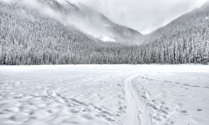 non-urban scene, forest, field, pine woodland, coniferous tree, winter, scenery, snowcapped mountain, scenics - nature, 2K, no people, frozen, mountain