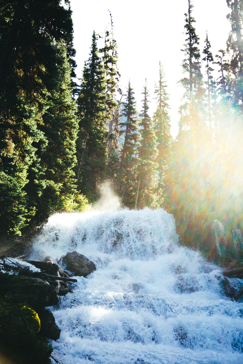 british columbia, glow, beauty in nature, abies, waterfall, vegetation, no people, growth, day, power in nature, idyllic, land, fir, pine, water, daytime