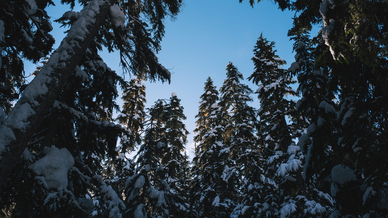 adventure, forest, trees, scenics - nature, coniferous tree, tranquility, woodland, winter, sky, d750, nature, tree, 5K, snow, day, nikon, landscape, vancouver