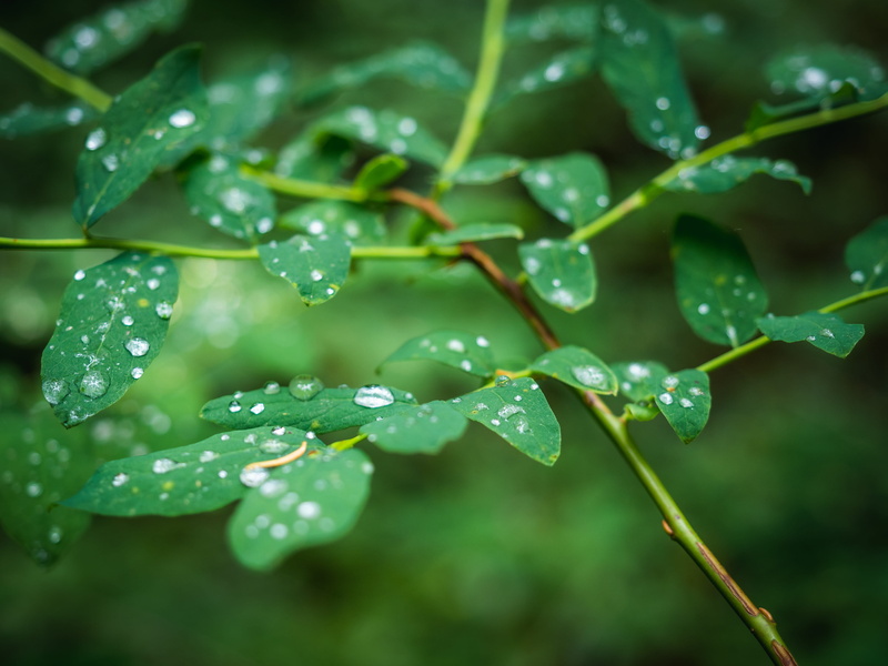 leaf, no people, plant part, outdoors, rainy season, forest, leaves, leefs, close-up, plant, focus on foreground, drop, water, beauty in nature, dew, 4K