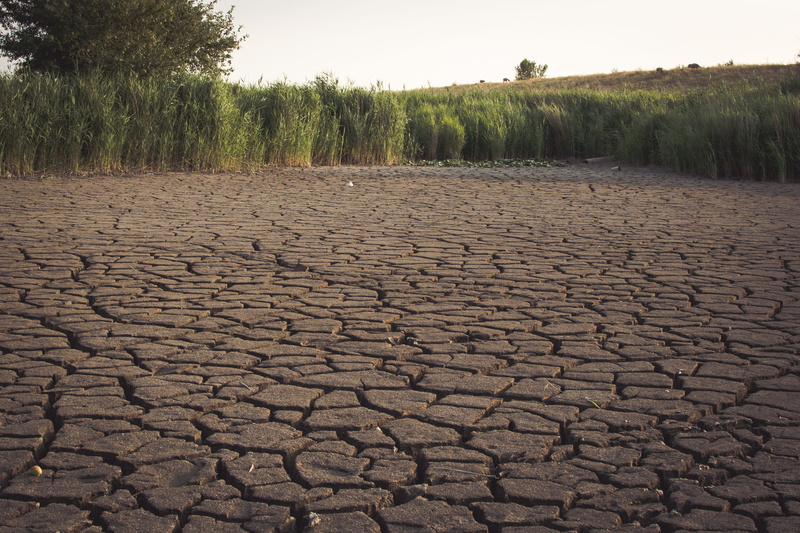 drought, plant, no people, lake, cracks, non-urban scene, arid climate, fish, dehydrated, summer, tree, cracked, tranquility, nature, surface level, environment