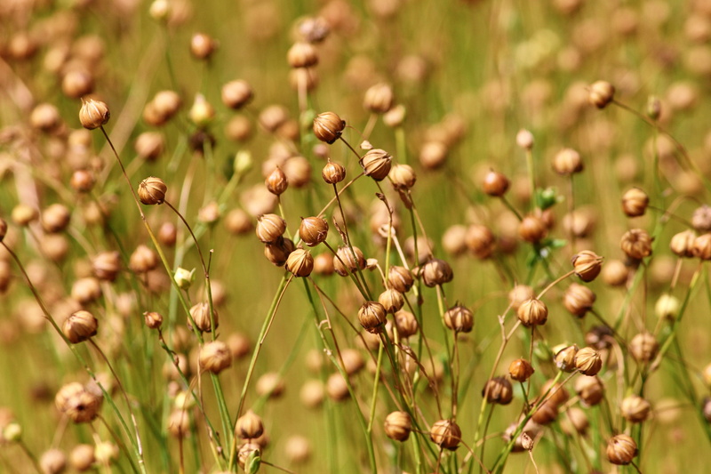 encapsulate, nature, no people, beauty in nature, faded, plant, day, linseed oil, tranquility, food, focus on foreground, land, leingewächs, freshness