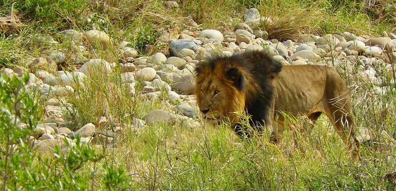 pebbles, south africa, animal world, stones, vertebrate, animals, nature, animal, day, lion - feline, animals in the wild, male, animal portrait, travel