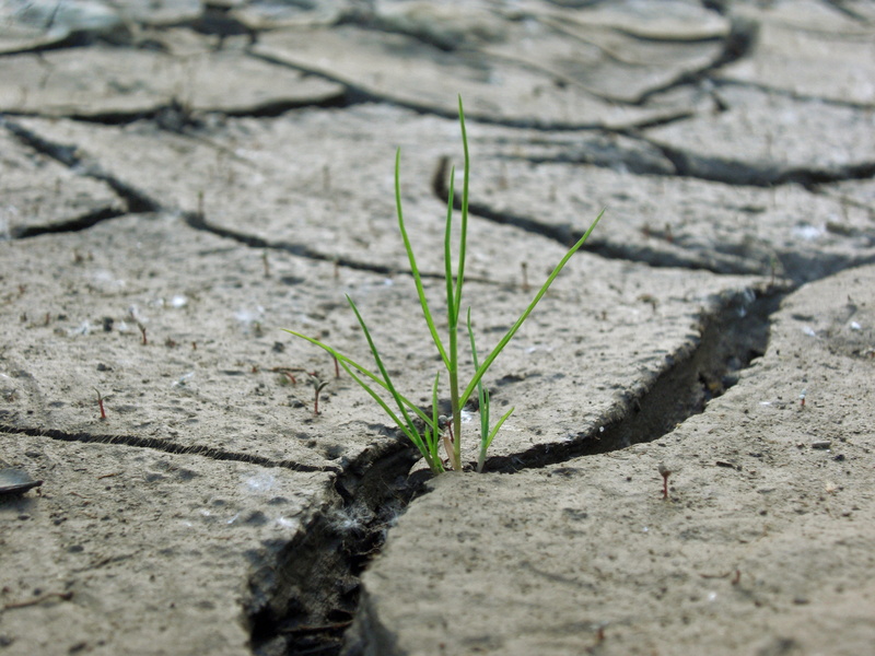 shadow, day, climate, close-up, 4K, arid climate, plant, dried, Grass, high angle view, selective focus, new life, cracked, land, cracks, green color