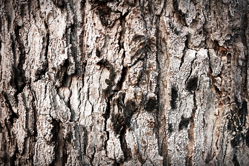 no people, textured, background, trunk, brake, Soil, ecology, full frame, textured effect, weathered, plant, nature, cracked, Split, Crack, tree trunk