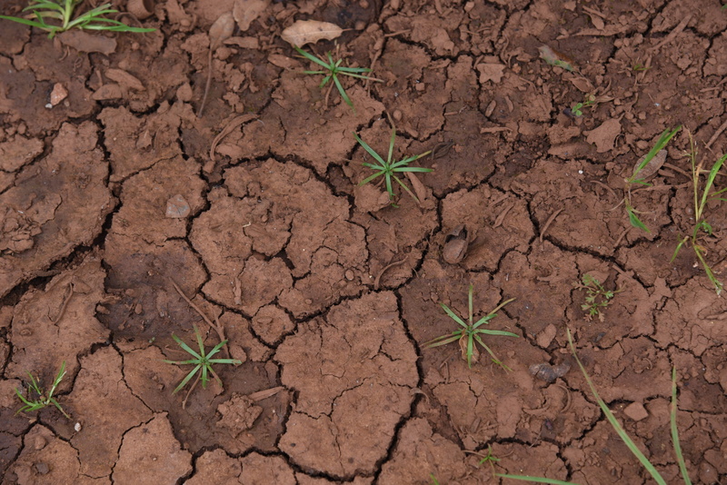 ground, creation, scenics - nature, day, plant, 5K, brown, cracks, growth, nature, mud, arid climate, dry, clay, baby plants, outdoors, leaf, texture