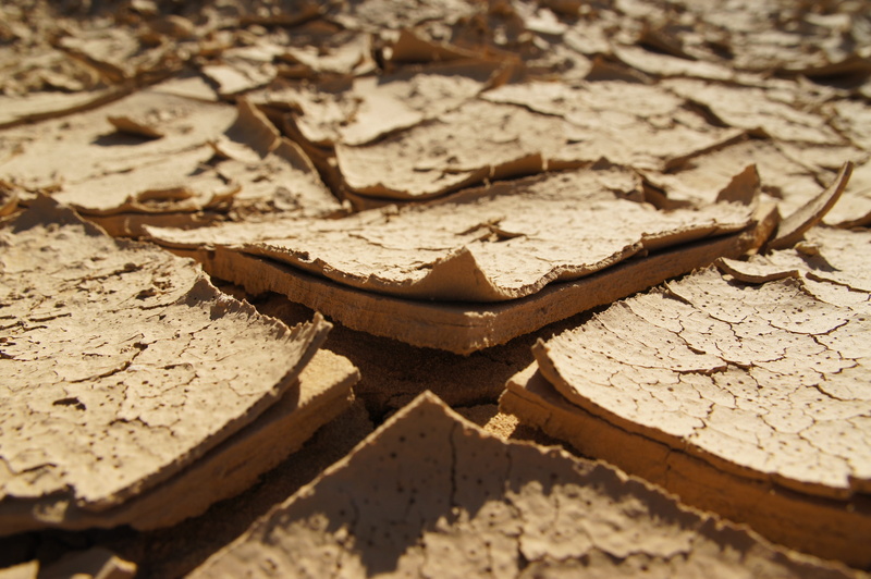 Cracked, reptile, focus on foreground, textured, land, brown, clay, leaf, animal themes, pattern, nature, Dry, animals in the wild, leaves, plant part