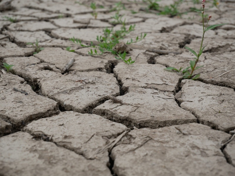 clay soil, climate, nature, field, 4K, dehydrated, high angle view, day, environment, plant, arid climate, cracked, dry soil, surface level, dry, close-up