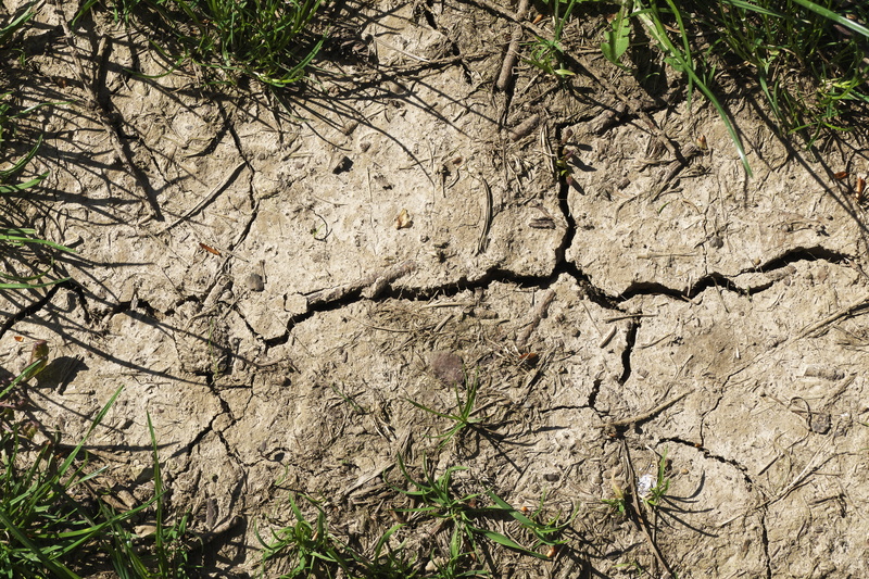 close-up, ground, day, cracked, pattern, plant, 5K, field, parched, growth, arid climate, textured, grasses, high angle view, no people, nature, structure