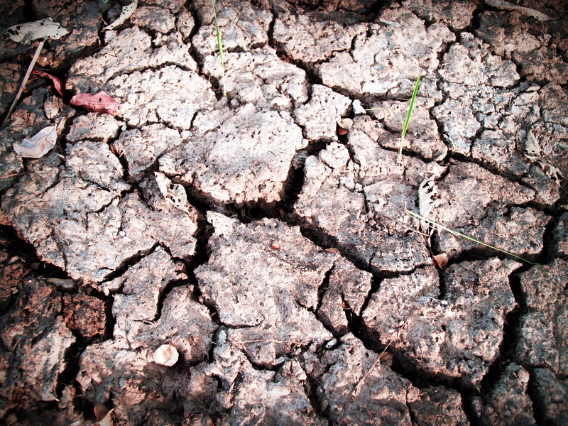 scenics - nature, cracked, backgrounds, earth, day, environment, grass, dry, Earth surface, rough, cracks, natural pattern, dirt, pattern, close-up, bark