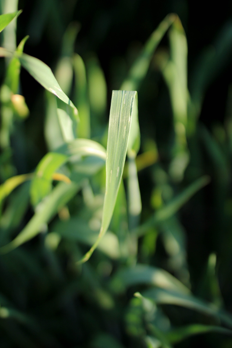 green, sand, growth, selective focus, vulnerability, plant part, dirt, life, green color, outdoors, beginnings, healthy, grass, nature, earth, day, blade of grass