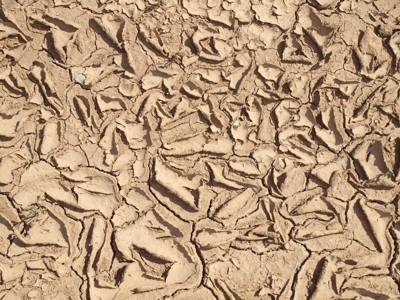 brown, climate, crack, mud, close-up, environmental issues, scenics - nature, arid climate, cracked, natural pattern, structure, soil, dry, surface, background