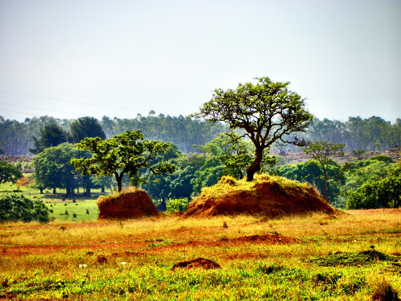 trees, scenics - nature, tree, grass, extinction, cerrado, sky, green color, brazilian cerrado, tranquility, land, environment, urban occupation, tranquil scene