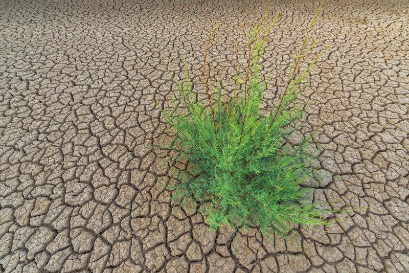 high angle view, background, texture, abstract, dried, leafed, dirt, green color, landscape, day, backgrounds, arid Climate, climate, land, desert, green