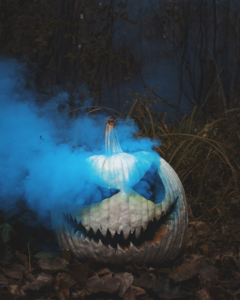 land, blue, one animal, patch, 2K, pollution, field, animal wildlife, tree, halloween, nature, day, lantern, forest, head, animal, pumpkin patch, no people