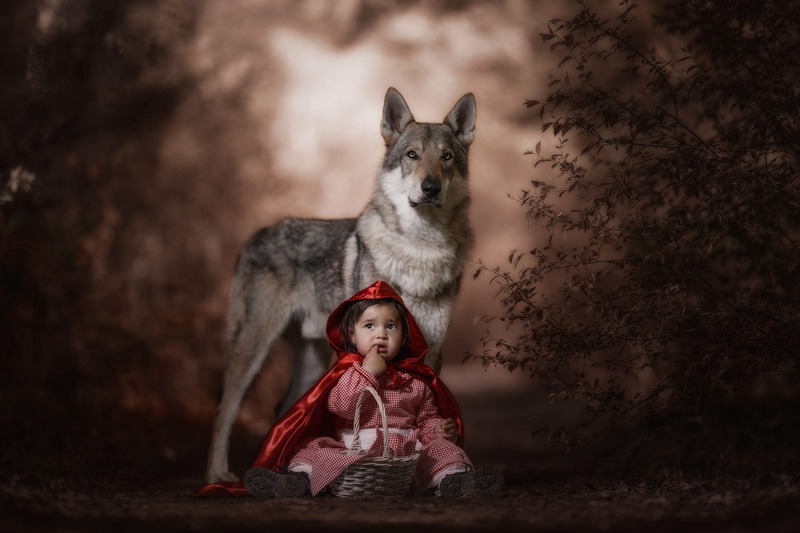pose, mood, girl, scary, gesture, wolf dog is a sarloos passed away, Little Red Riding Hood, the bushes, look, hood, forest, 1080P, basket, red, wolf