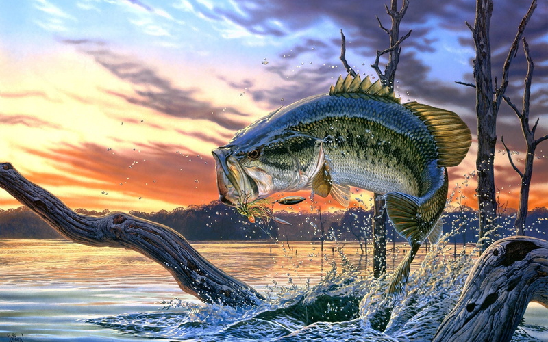 2K, art, Al, Perch, fish, river, Agnew