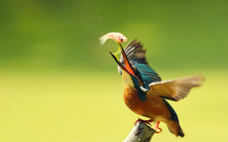 1080P, brown, Kingfisher, Fish, white, Blur, bird, Wings, Eating