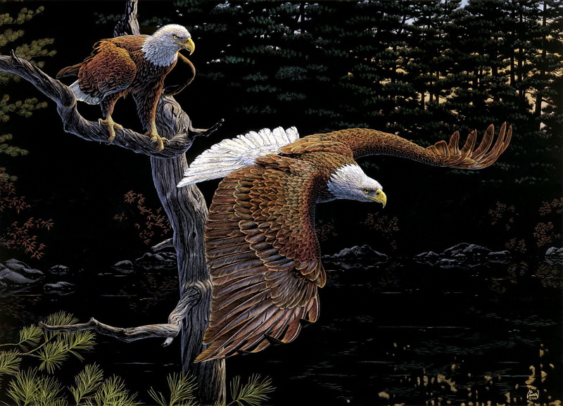 focus on foreground, birds, eagles, animal themes, plant, bird, bird of prey, bald, close-up, vertebrate, the eagles, 1080P, animals in the wild, high angle view