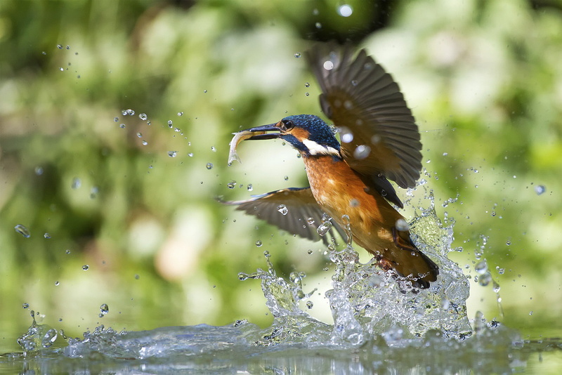 nature wildlife, Alcedo atthis, Birds, 1080P, kingfisher, kingfisher with fish, fish, Action birds