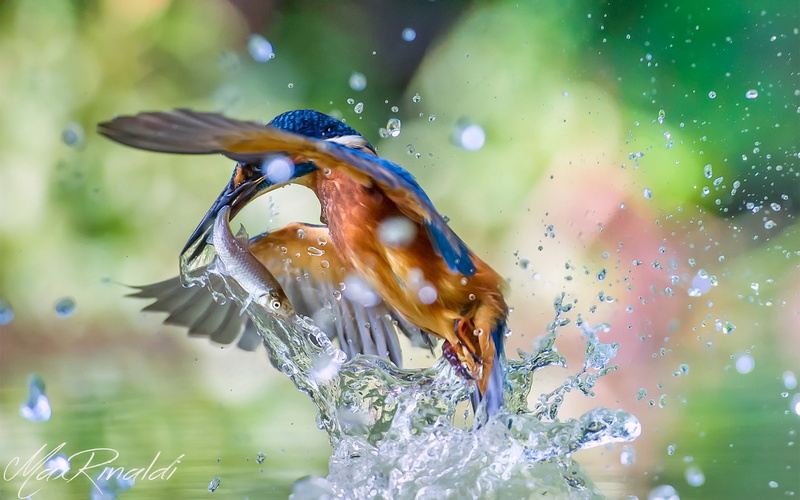 1080P, common kingfisher, kingfisher, SPRAY, catch, common, alcedo atthis, water, bird, fish