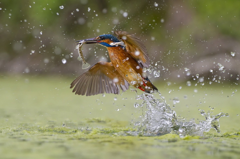1080P, Green fishing, kingfisher, green, fishing, Splash
