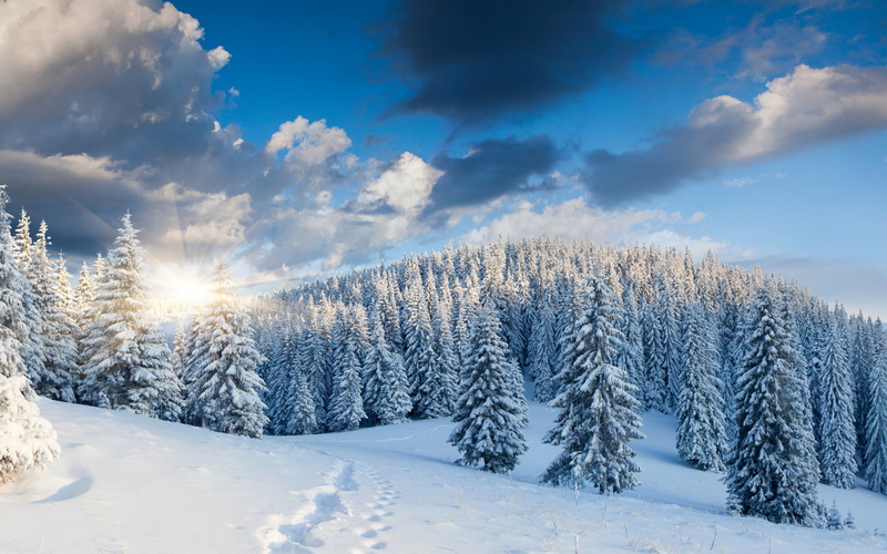 trees, landscape, forest, winter, tree, sunrise, snow, footprints, 2K, pine, nature