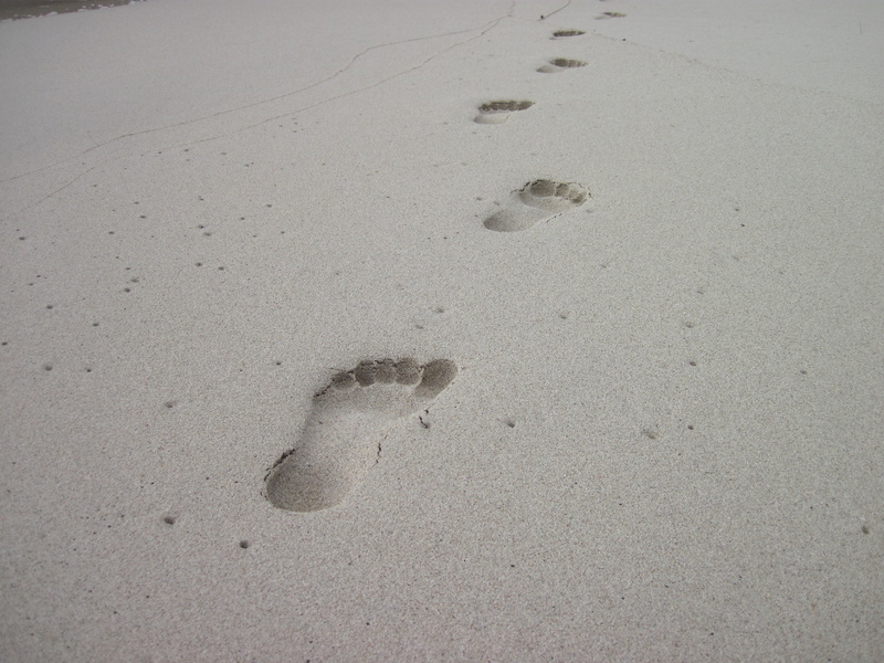 animal themes, sand, mystery, paw print, tracks in the sand, beach, no people, one animal, high angle view, day, absence, wet, animal, print, animal track