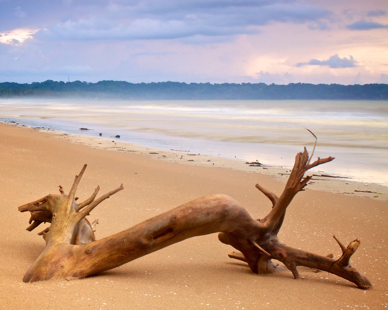 daytime, trinidad, Trinidad and Tobago, driftwood, brown, sand, nature, beach, tobago, near, 2K