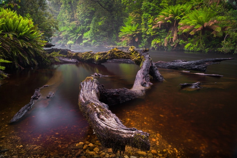 landscape, tree, plant, non-urban scene, forest, growth, trunk, nature, driftwood, day, reflection, trees, flowing, flowing water, 720P, land, scenics - nature
