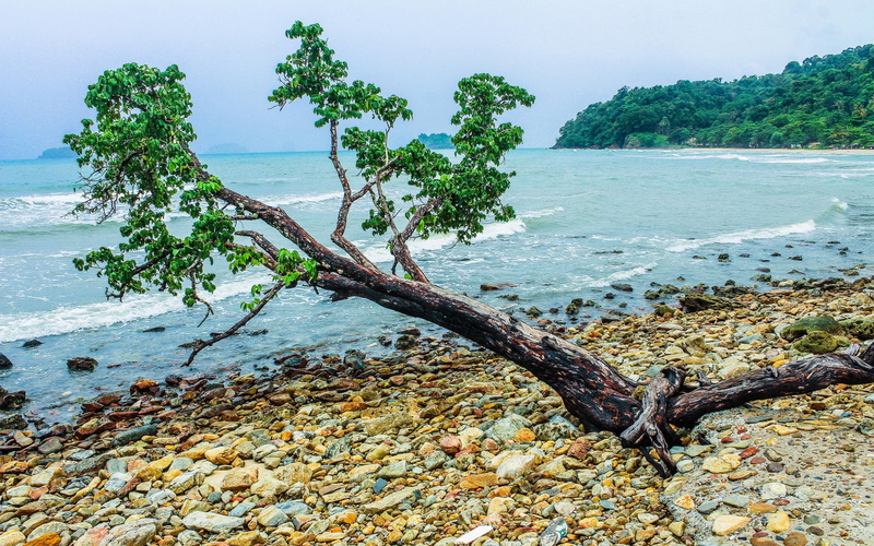 located, growth, tree trunk, bangladesh, idyllic, plant, hd, outdoors, land, south, island, mobile, tranquility, bazaar, 4K, beach, northwest, tranquil scene