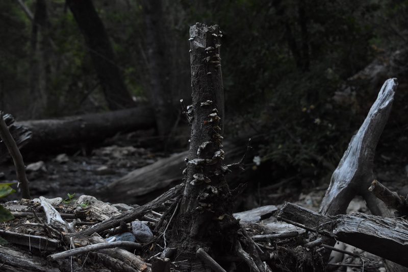 log, driftwood, tree trunk, photography, environmental issues, land, plant, wood, no people, 5K, destruction, trunk, forest, tree, wood - material, timber