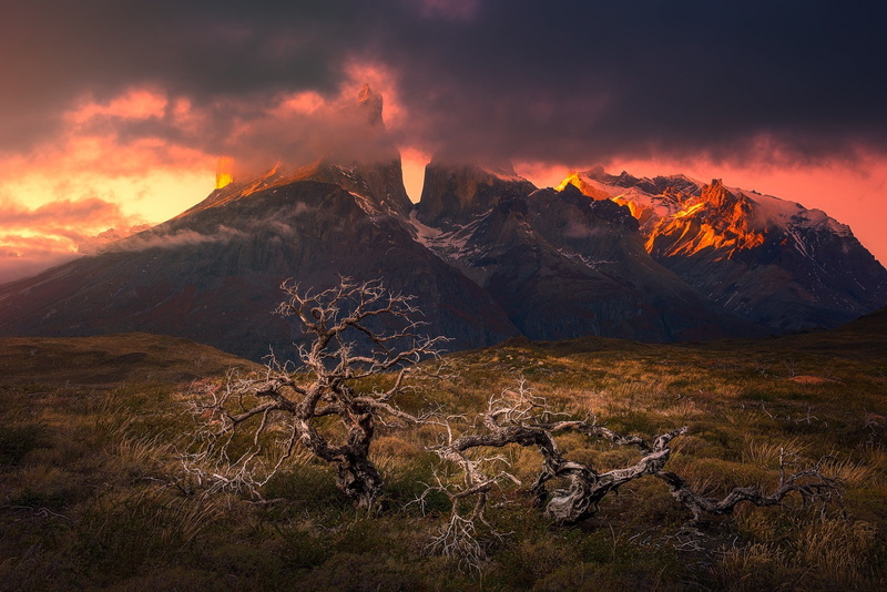 Chile, grass, Torres del Paine, 1080P, dead trees, nature, snowy peak, sunset, mountains, landscape, clouds, Patagonia