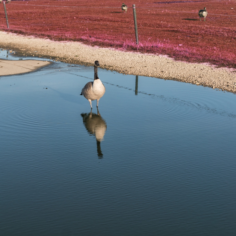 black swan, reflection, acid, lake, reflect, cold, tire, waterfowl, water, animals in the wild, flock, 2K, migration, animal wildlife, no people, high angle view