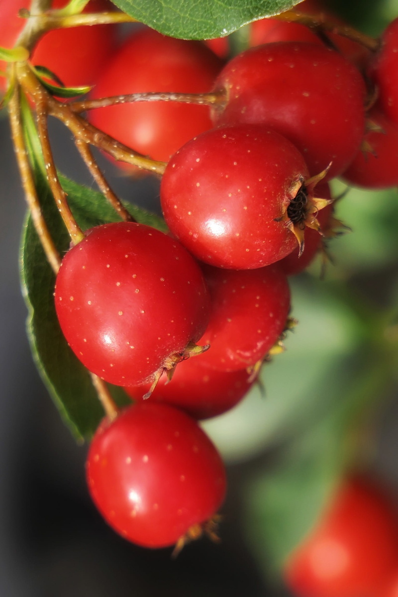 red, day, beauty in nature, freshness, ecology, healthy eating, hanging, rosaceae, fruit, selective focus, 1080P, juice, food and drink, 覌 fruit, ripe