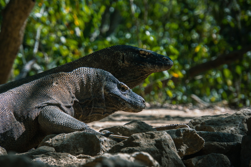 tree, vertebrate, side view, animals in the wild, 5K, rock, indonesia, animal head, animal themes, reptile, dragon, rock - object, nature, komodo island