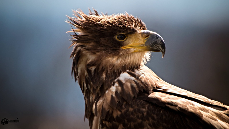 closeup, wind, falconry, animal, beak, white, closeup photography, bird, vögel, Vogel, carnivore, Seeadler, birds, outdoor, animals In The Wild, wildpark