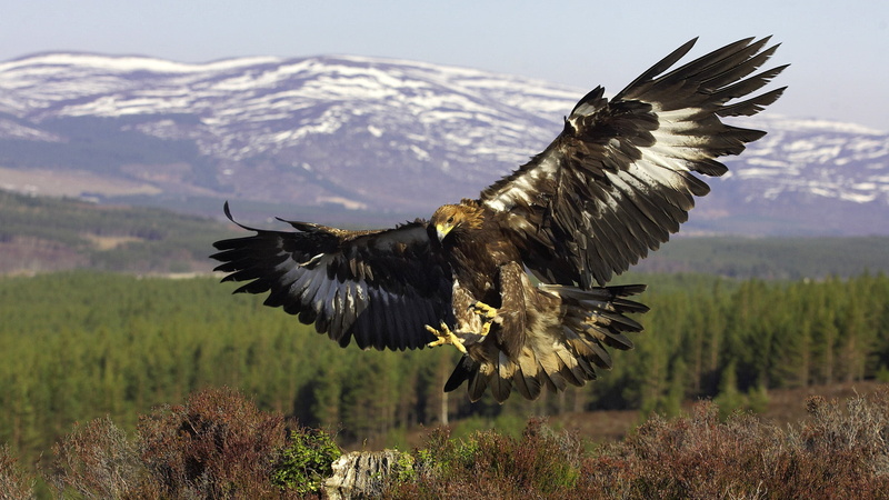 bird of Prey, freedom, landscape, wilderness Area, animal, eagle - Bird, bird, flight, flying, animals In The Wild, mountain, beauty In Nature, nature