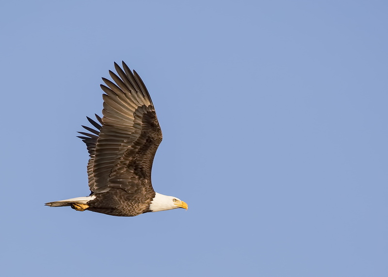 photo, black, blue, white, animals in the wild, sky, copy space, freedom, independence, eagle - bird, 2K, animal body part, no people, vertebrate, bald eagle