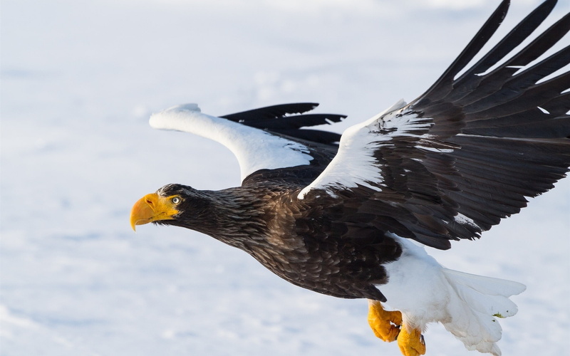 Steller, Flying, Wings, black, Eagle, Bird, Sea, 1080P, Predator, white, s
