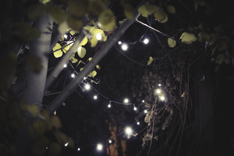 branch, fragility, glowing, decoration, outdoors, white, lights, Aspen, focus on foreground, leaves, no people, plant, plant part, leaf, illuminated, 5K